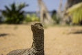 A large lizard on the sand under the sun`s rays Royalty Free Stock Photo