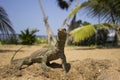 A large lizard on the sand under the sun`s rays Royalty Free Stock Photo