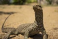 A large lizard on the sand under the sun`s rays Royalty Free Stock Photo
