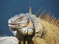 A large lizard Royalty Free Stock Photo