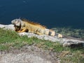 A large lizard Royalty Free Stock Photo