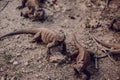 Large lizards Varans in their natural environment among sand and stones