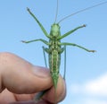 Large locust in hand closeup. Grasshopper was caught eating a crop.