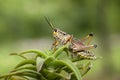 Large locust on a plant.