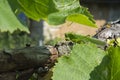 A large locust sits on a green leaf