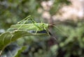 A large locust sits on a green leaf