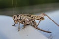 A large locust is sitting on the ground