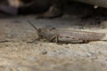 Large locust sitting on the ground