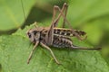 A large locust is sitting on a leaf