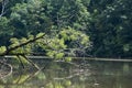 A large locust tree falling into lake