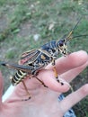 Large locust wow