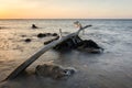 A large log with beautiful sunrise or sunset on Bama Beach, Baluran. Baluran National Park is a forest preservation area that Royalty Free Stock Photo