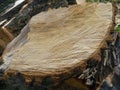 A large log is cut up. Close-up. The texture of the sawn wood. Natural background