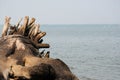 A large log of a felled tree with large roots lies on the shore of a large lake on a sunny summer day Royalty Free Stock Photo