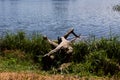 Large log on the lake in the forest Royalty Free Stock Photo