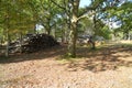 Log piles from fallen trees