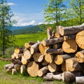 Large logs of firewood in nature.