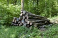 Large logs, sawn recently, in a clearing in the woods