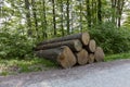 Large logs, sawn recently, in a clearing in the woods