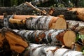 Large logs thick logs with pieces of bark piled up a bunch of cut down trees background trees forest Royalty Free Stock Photo