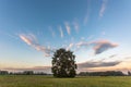 Large lone oak tree in a meadow at dusk Royalty Free Stock Photo