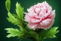 Large lone pink peon flower with large leaves on dark green background.