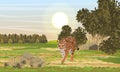 A large lone tiger walks through a valley with bushes, trees and grass Royalty Free Stock Photo