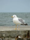 Large lonely seagull on the sea stone pier on the background of the sea and blue sky Royalty Free Stock Photo