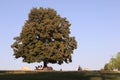 Large lonely tree in the park around which children plays