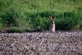 Black-tailed Jackrabbit hare - Lepus californicus Royalty Free Stock Photo