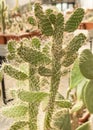 Large, long, flat cactus with long needles