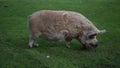 large long-haired pig of the Mangalica breed is grazing on a green meadow. Breeding animals on the farm, agriculture. Pedigree