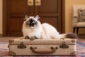 large long haired ragdoll cat sitting on a suitcase