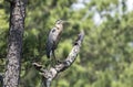 Great Blue Heron bird, Walton County Georgia, USA Royalty Free Stock Photo