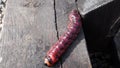 A large and long red earthworm on a wooden beam