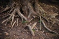 Large and long tree roots. Forest or park. The roots are intertwined and tangled