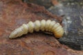 large long white larva lies on the brown bark
