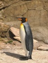 Large looking penguin