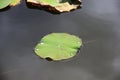 A Large Lotus Leaf In The Swamp. There Are Small Water Droplets On The Leaves