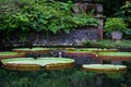 Large Lotus lilies in the pond Royalty Free Stock Photo