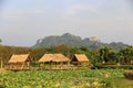 Large lotus pond. There is a hut on the side and there is a rocky mountain in the background Royalty Free Stock Photo