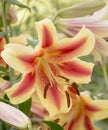 Large and Lovely `Shocking` Orienpet Lily Royalty Free Stock Photo