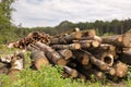 Large Lumber Pile Royalty Free Stock Photo