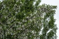 Large lumps of fluff on a female poplar tree. Royalty Free Stock Photo