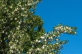 Large lumps of fluff on a female poplar tree. Royalty Free Stock Photo