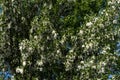 Large lumps of fluff on a female poplar tree. Royalty Free Stock Photo