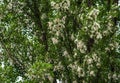 Large lumps of fluff on a female poplar tree. Royalty Free Stock Photo