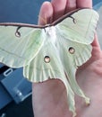 Large lunar moth