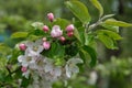 A large lush branch of a blooming apple tree with delicate white and pink flowers. Royalty Free Stock Photo