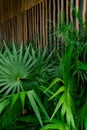 Large green fan palm leaves in a tropical forest in Mexico Royalty Free Stock Photo